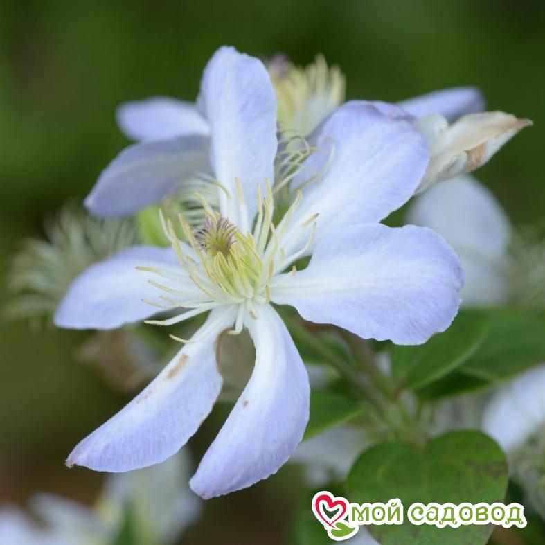 КЛЕМАТИС БЕЙБИ ДОЛЛ ЗКС