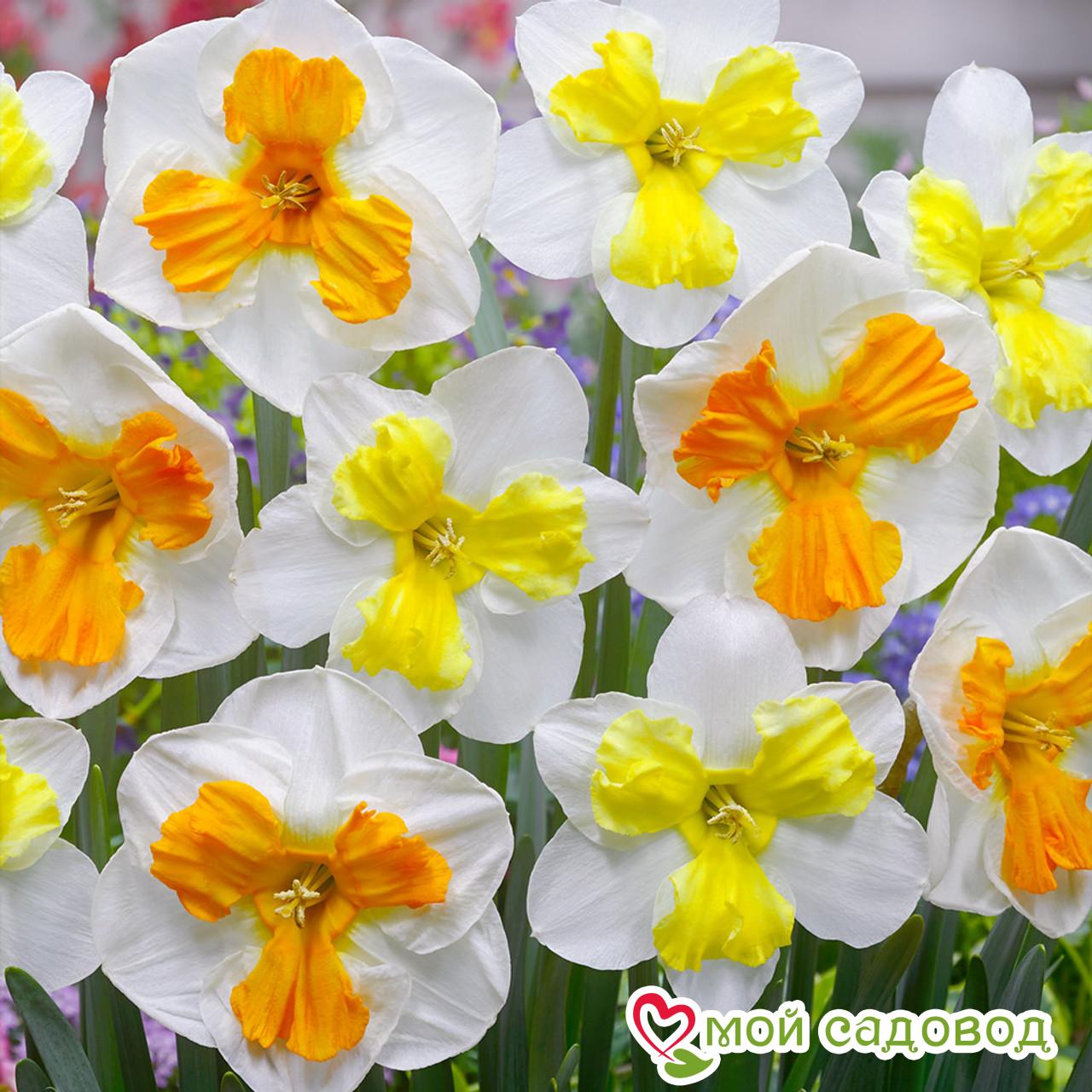 Нарцисс махровый Триколлет