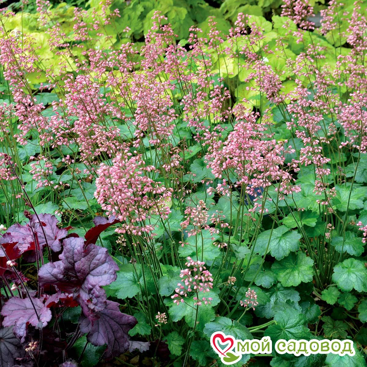 Гейхера Литтл Кьюти Пеперминт