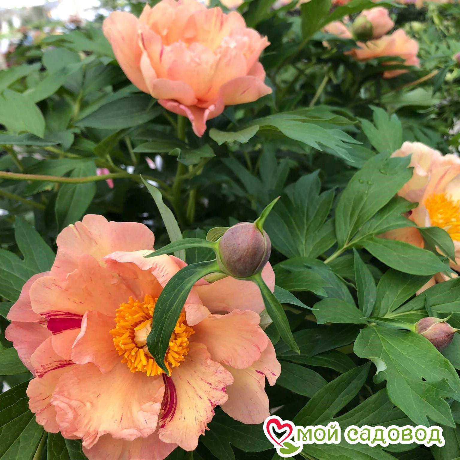 Пион ито-гибрид Сингин ин зе Рейн