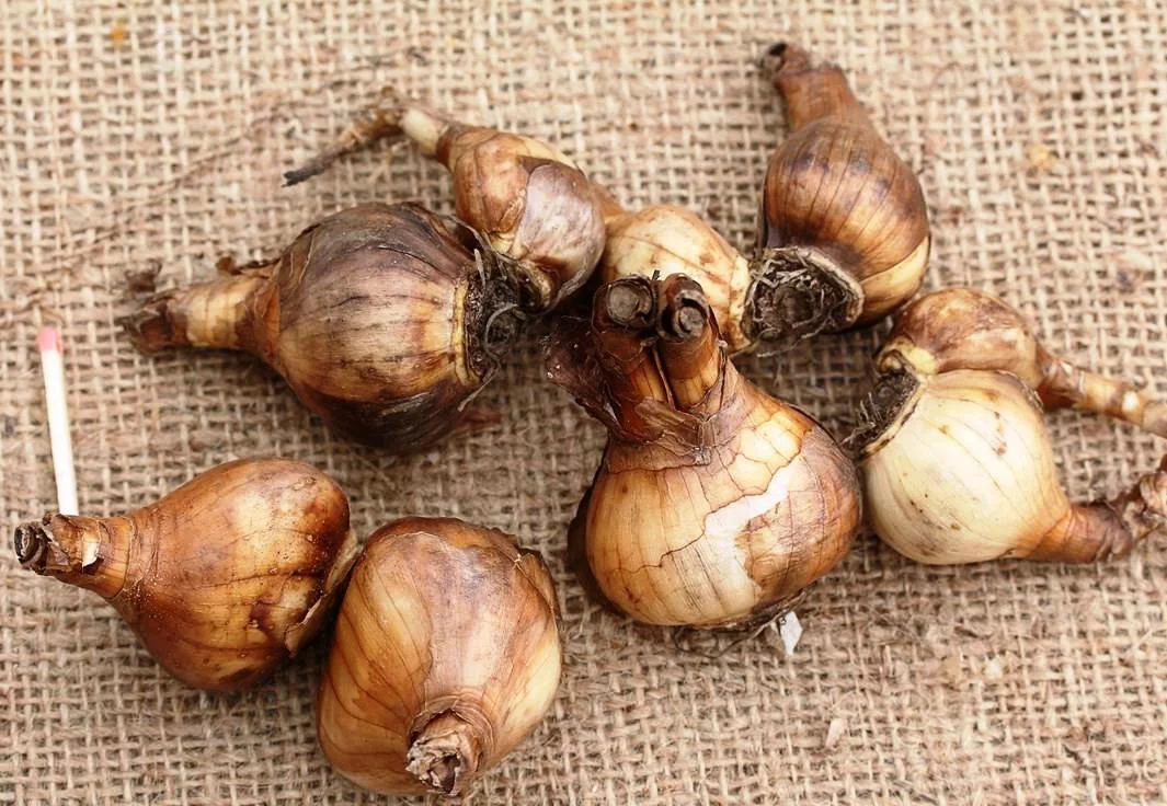 Нарцисс Крассата