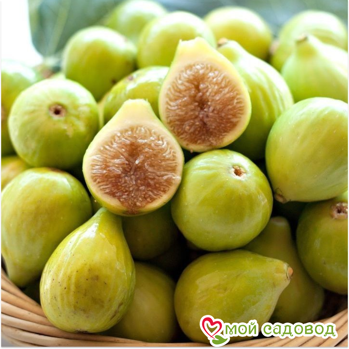 Инжир Суприм Код